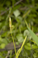 Cyperus aquatilis