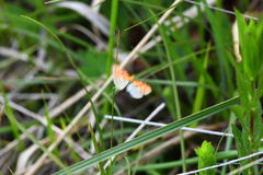 Hypercallia citrinalis