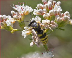Bicyrtes capnopterus