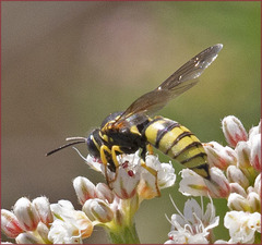 Bicyrtes capnopterus