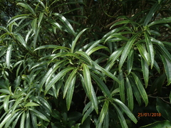Melicytus lanceolatus