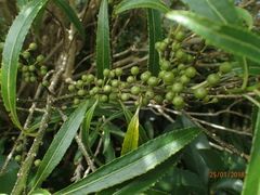 Melicytus lanceolatus