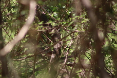 Catharus aurantiirostris