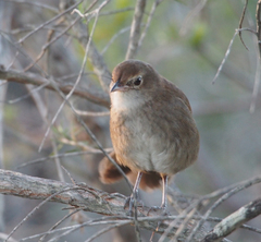 Dasyornis brachypterus