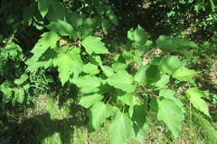 Acer tataricum