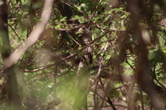 Catharus aurantiirostris