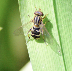 Anasimyia anausis