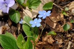 Omphalodes verna