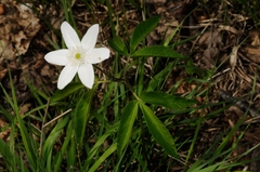 Anemonoides trifolia