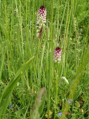 Neotinea ustulata ustulata