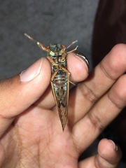 Magicicada septendecula