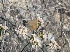 Satyrium auretorum