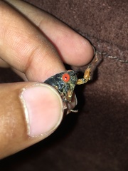 Magicicada septendecula