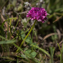 Trifolium burchellianum
