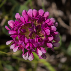 Trifolium burchellianum