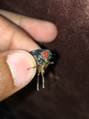 Magicicada septendecula