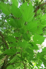 Acer tataricum