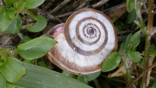 Genus Helicella · iNaturalist