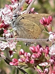 Satyrium auretorum