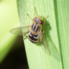 Anasimyia anausis