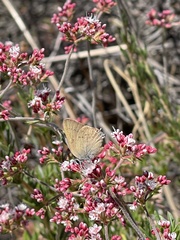 Satyrium auretorum