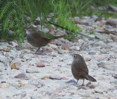 Dasyornis brachypterus