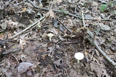 Calocybe