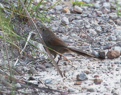 Dasyornis brachypterus