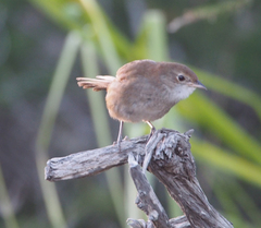Dasyornis brachypterus