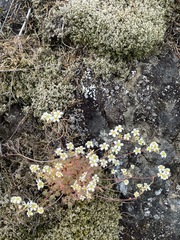 Saxifraga cespitosa