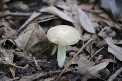 Calocybe