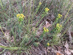 Euphorbia flavicoma