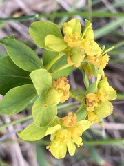 Euphorbia flavicoma