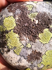 Xanthoparmelia pulla