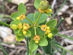 Euphorbia flavicoma