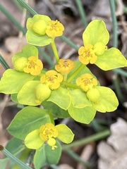 Euphorbia flavicoma