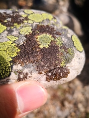 Xanthoparmelia pulla