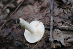 Calocybe