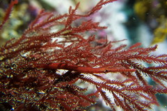 Stigmatopora harastii