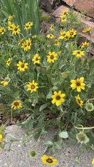 Berlandiera lyrata