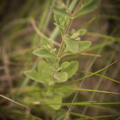 Chaenostoma patrioticum