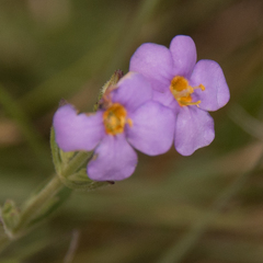 Chaenostoma patrioticum