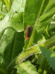 Cantharis rustica