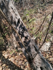 Cenostigma eriostachys