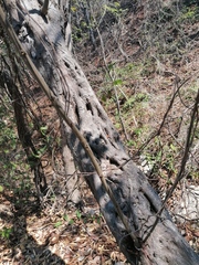 Cenostigma eriostachys