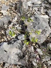 Euphorbia taurinensis