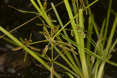 Cyperus aquatilis
