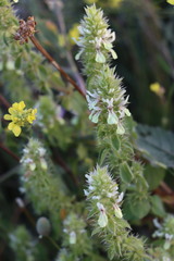 Stachydeae