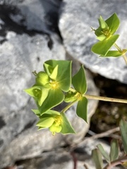 Euphorbia taurinensis