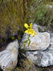 Orthochilus tabularis